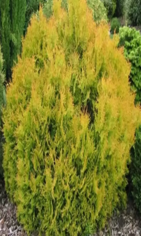   <BR>Thuja occidentalis 
            'Rheingold'